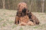 BRIARD 179